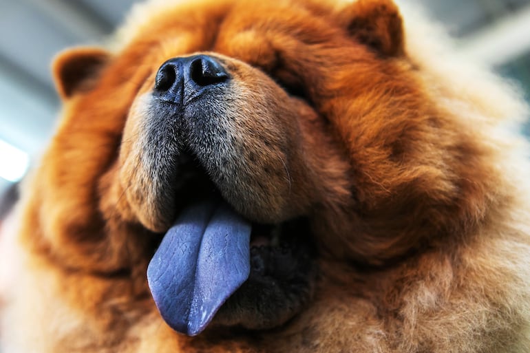 Lengua azul: el misterio de los chow chow