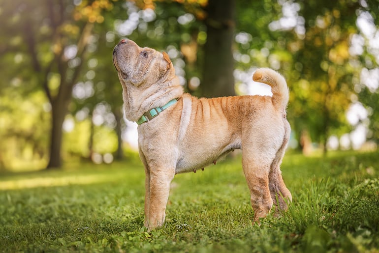 Shar pei.