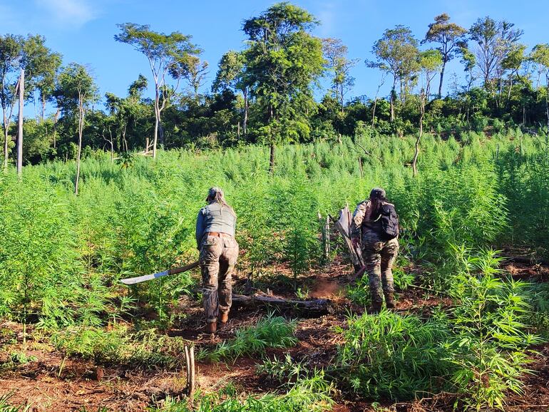 Cultivo de marihuana en Alto Verá, destruido por la Senad