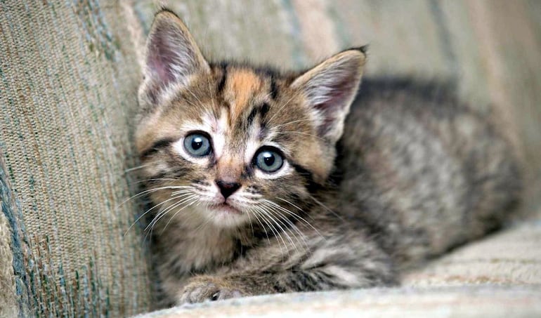 Más de la mitad de los gatos experimenta temor cuando en la calle explotan pirotecnias.