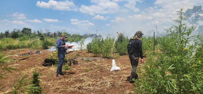 Destruyen marihuana y campamentos narcos en Puentesiño