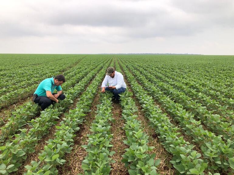 Técnicos del Senave, realizando control sanitario en un cultivo de soja.