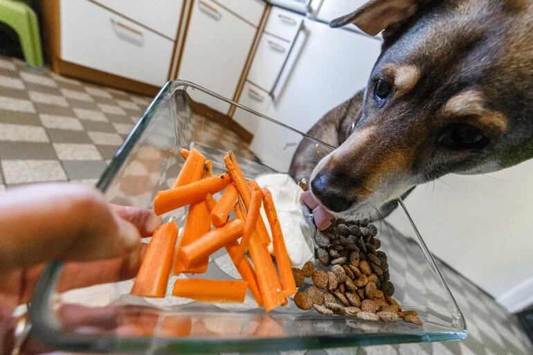 Estas dos formas de alimentación, la casera y la balanceada, cuentan con ventajas y desventajas. Con esta información cada dueño de mascota a podrá elegir cuál tipo de alimentación le brindará a su peludito.