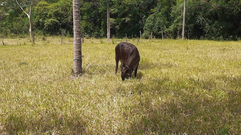 La vaquilla que recuperó la víctima de la compañía Espartillar de Carapeguá.