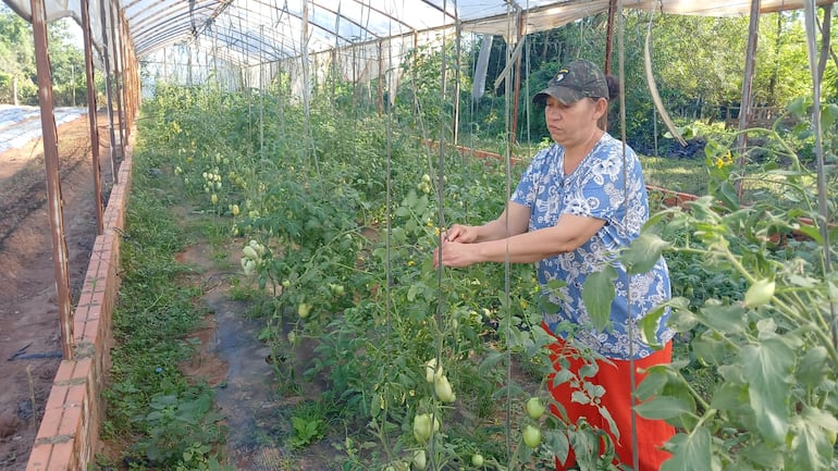 En San Pedro, demuestran que en reducido inmueble se puede obtener buena ganancia en la producción hortícola