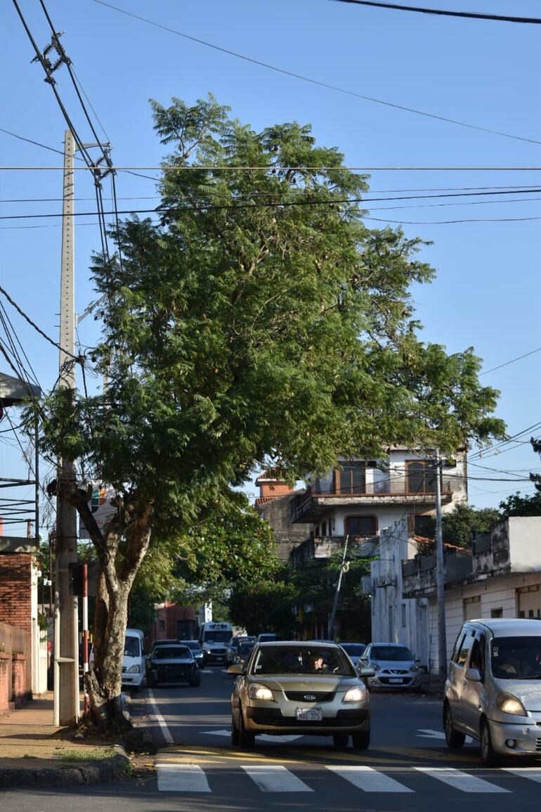 La mala planificación y cuidado de los árboles viales es un gran problema en Asunción y el Área Metropolitana.