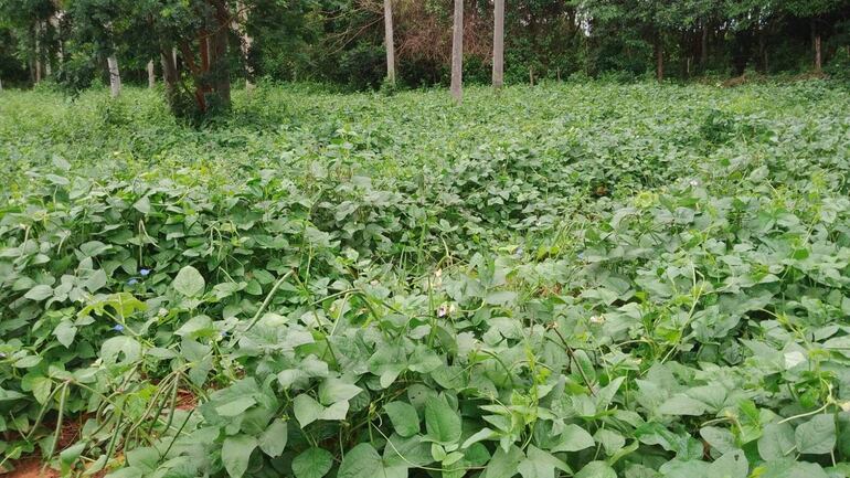 En este primer año 14 productores de las compañía Cerro Guy y Pindoty, cultivaron 6 hectáreas de poroto.