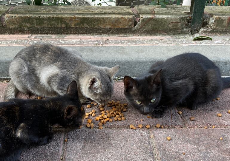 El agrupamiento de animales en áreas donde se les alimenta habitualmente puede facilitar la transmisión de enfermedades zoonóticas