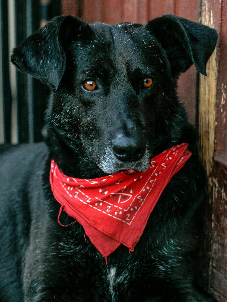 El perro Negro Matapacos