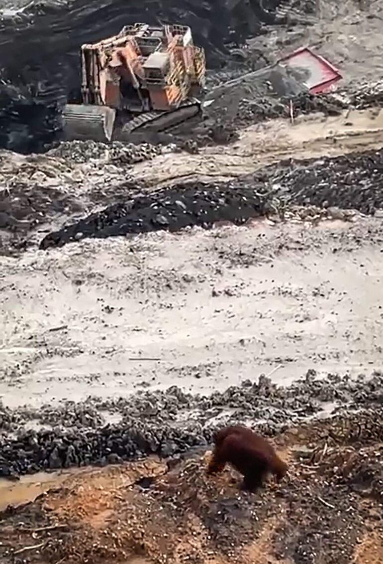 Esta captura de pantalla tomada de un video publicado por Ahmad Baihaqi muestra a un orangután en peligro crítico de extinción caminando en una mina de carbón en la regencia de East Kutai, en la provincia de Kalimantan Oriental, Borneo, el 27 de enero de 2025.