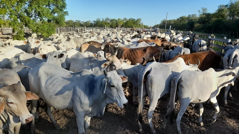 Produccion ganadera en el Alto Paraguay.