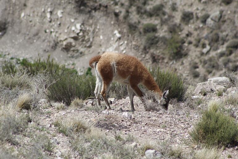 Un guanaco se alimenta de la vegetación típica de esta árida zona de la precordillera de los Andes.