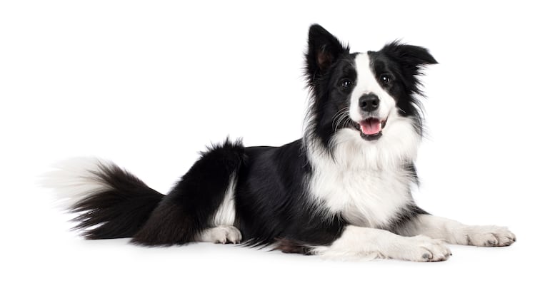 Perro Border Collie.