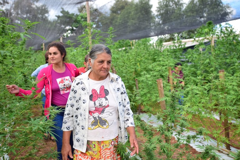 En la cosecha participarán miembros de la comunidad.