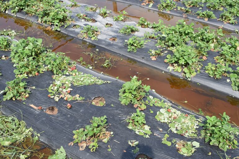 Temporal destruyó plantación de frutilla en Areguá y productores solicitan ayuda.