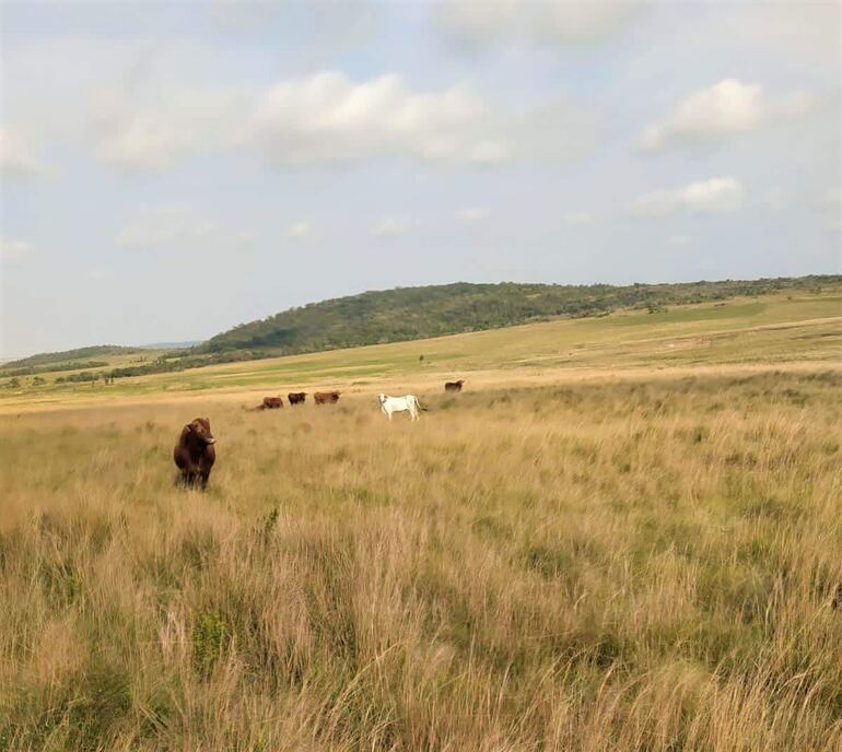 La víctima denunció que de la estancia desaparecieron 73 animales vacunos, hasta el momento se recuperó una vaca.