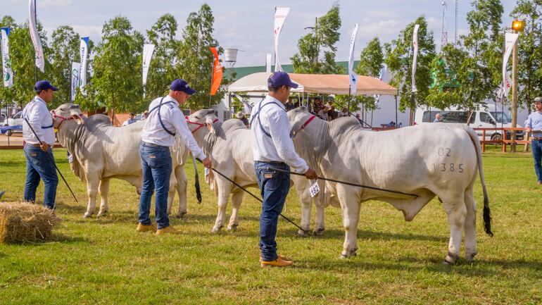 Imagen de la Expo Pioneros 2023 durante el juzgamiento de una de las razas bovinas que participaron de la feria.