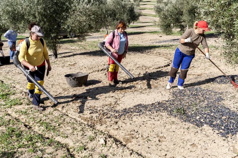 Trabajadores agrícolas en Jaen, España