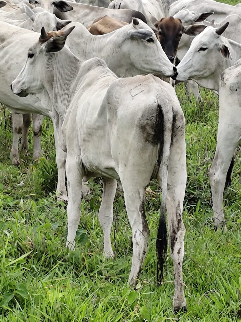 Todos los animales tenían la marca del propietario, lo que ayudó a ubicarlos con mayor rapidez, según explicaron los uniformados. 