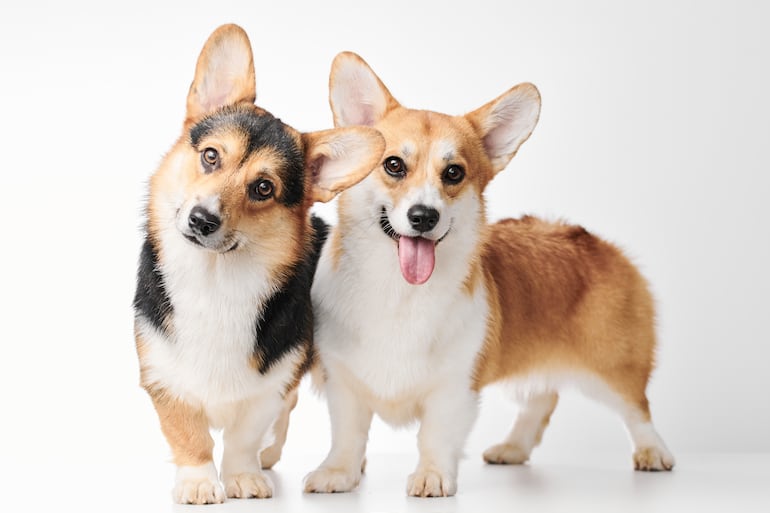 Este es el Corgi, un pequeño pero muy expresivo y amoroso perro