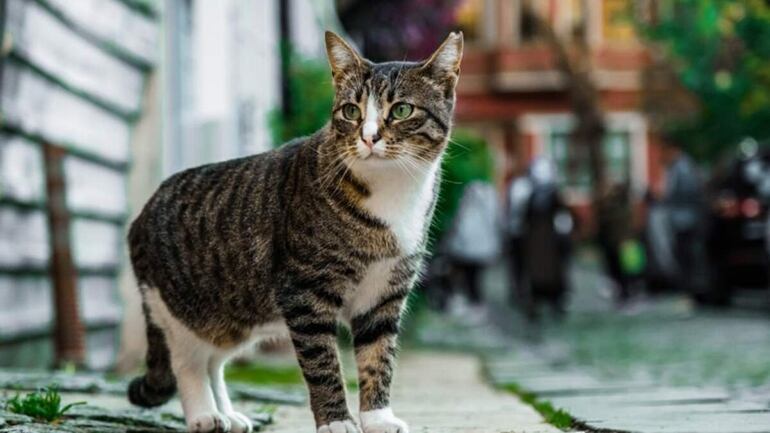 Los gatos son animales exploradores por naturaleza y a muchos les encanta aventurarse en entornos nuevos, olisqueando objetos desconocidos.