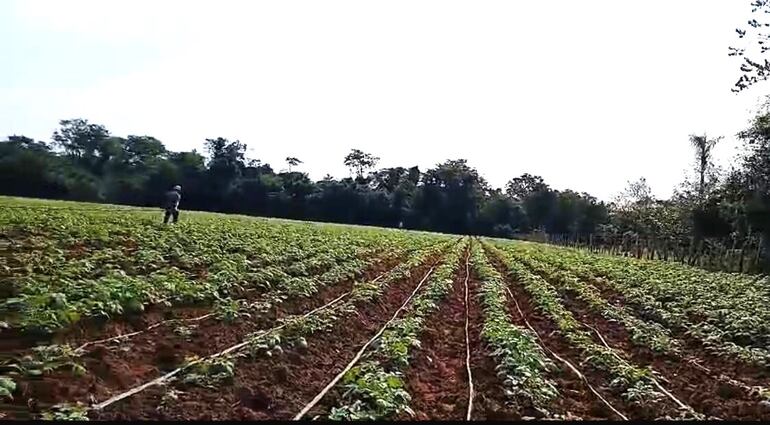 Las precipitaciones siempre son beneficiosas si no van acompañadas de ráfagas de vientos o granizadas, asegura el productor Alfredo Gamarra.