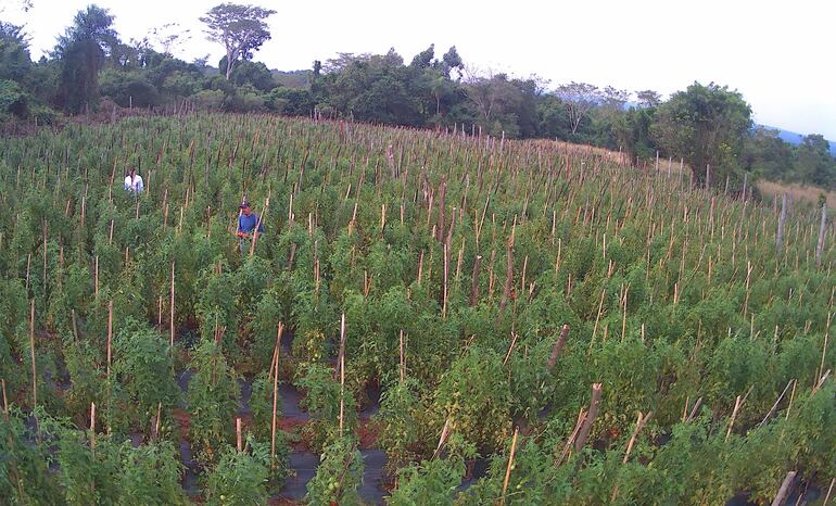 Uno de los cultivos de productores de tomate en la zona de Coronel Oviedo, donde anuncian una buena cosecha.