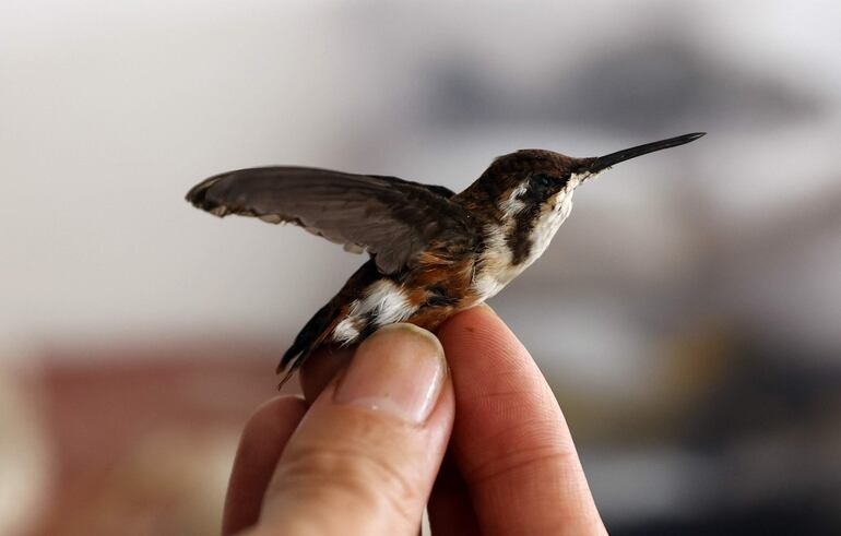 -FOTODELDÍA- ACOMPAÑA CRÓNICA: COLOMBIA ANIMALES - AME341. BOGOTÁ (COLOMBIA), 20/03/2024.- El taxidermista Miguel Vargas muestra un colibrí disecado, el 13 de marzo de 2024, en Bogotá (Colombia). Perros, gatos, colibríes y hasta un pequeño tiburón martillo son algunos de los animales que, disecados, decoran las paredes del estudio de Miguel Vargas, quien dice ser el único taxidermista que ejerce esta profesión en Bogotá. Con tan solo 33 años, una educación autodidacta y un diploma de Biología de la Universidad Nacional de Colombia, se dedica a hacer arte a partir de la muerte de algunos de los miembros de la familia más amados, las mascotas, dándoles una "vida eterna" con sus seres queridos. EFE/ Mauricio Dueñas Castañeda
