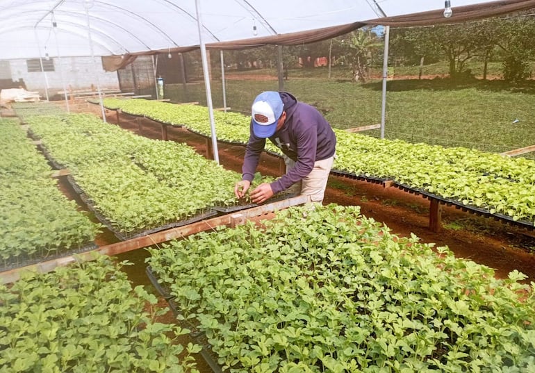 Plantines de diversas hortalizas que serán trasplantados en parcelas de la finca de la familia Ortiz, en Nueva Italia. 