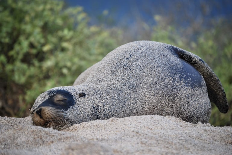 Un lobo marino (zalophus wollebaeki) en la orilla de la playa Punta Carola, de la isla San Cristóbal, la más oriental de las Islas Galápagos (Ecuador). 