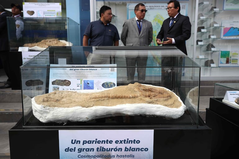 Fotografía de un fósil de tiburón de 9 millones de años ('cosmopolitodus hastalis'), en Lima, (Perú). 