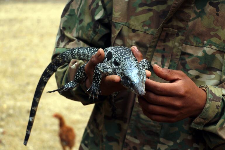 Un bombero sostiene una iguana overa rescatada un incendio este miércoles, San Miguelito (Bolivia).