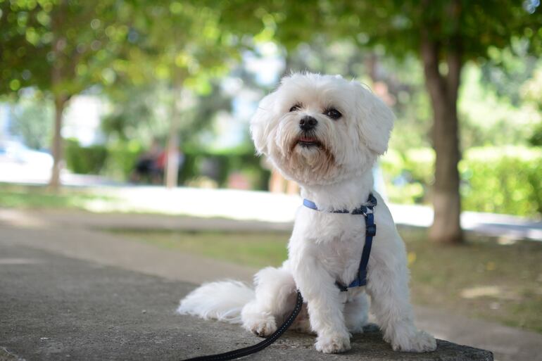 ¿Crisis de identidad? Blanquita o Pandora. En Concepción se disputan la custodia de una perra caniche de color blanco, a la que sometieron a una cámara Gesell. (Foto ilustrativa)