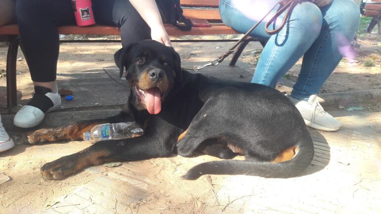 Rottweiller aguardando tratamiento de la ley de perros potencialmente peligrosos frente a la Cámara de Diputados.