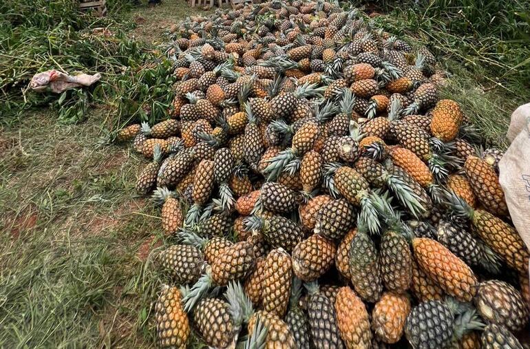 
La principal cosecha del año de la piña  comenzó esta semana en el distrito de Guayaybí.