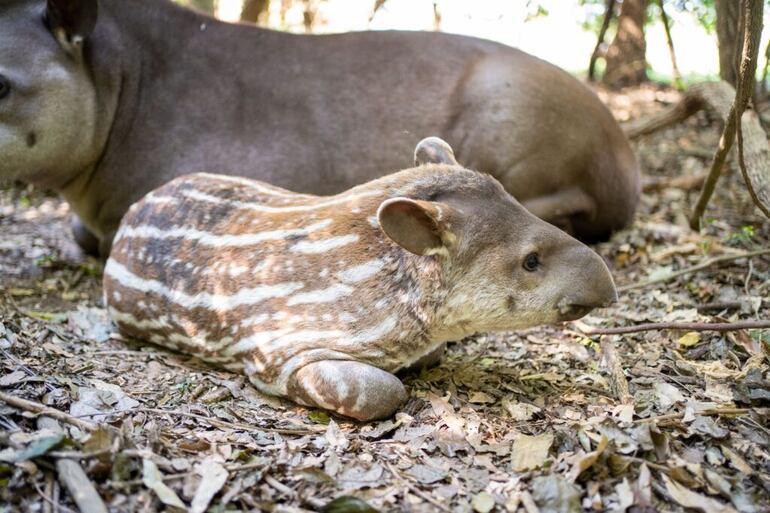 La reproducción de tapir exitosa se dio en Atinguy.