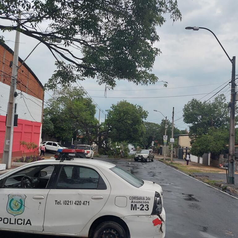 Árbol caído sobre Colón y Sexta Proyectada este lunes.