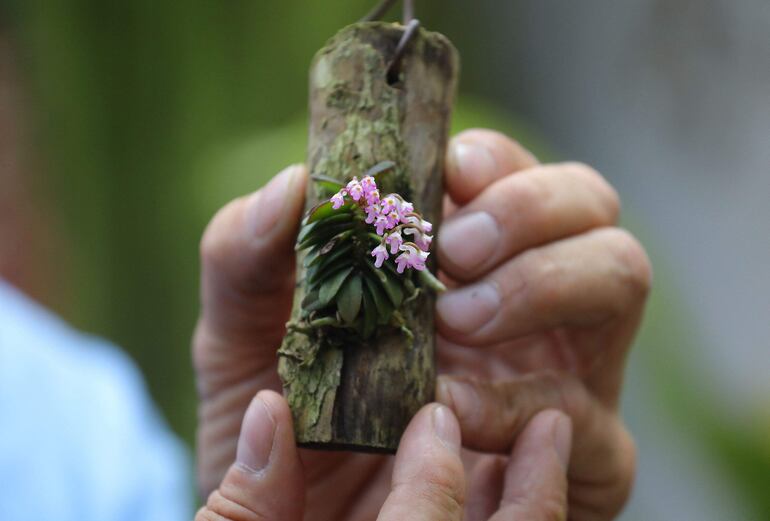 Una explosión de color en medio de los bosques del noroeste de Colombia pinta una colección de 25.000 orquídeas, la pasión de Daniel Piedrahita. Cultiva especies exóticas y nativas, regaladas, compradas e incluso clonadas, en un esfuerzo por salvar de la extinción a especies en peligro de extinción.