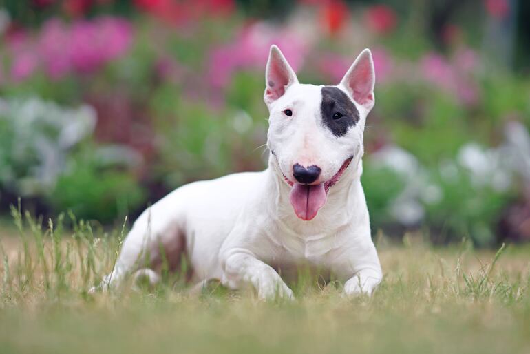 Perro de la raza Bull Terrier.