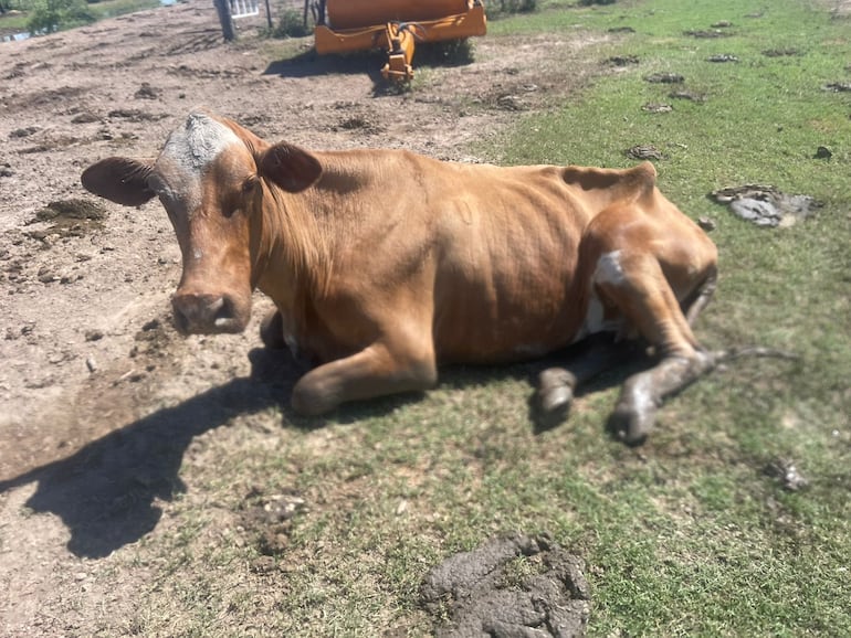 LA sequía en la cuenca baja del Pilcomayo está ocasionando el traslado masivo de animales y la mortandad de muchos.