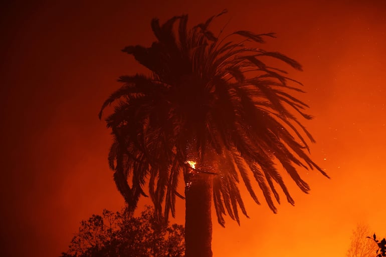 Una palmera arde en el incendio forestal Palisades en Pacific Palisades, Los Ángeles, California, EE.UU., el 07 de enero de 2025.