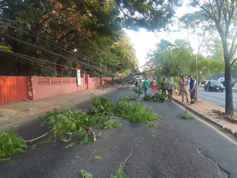 Tránsito interrumpido por caída de árbol sobre la avenida Santísima Trinidad.