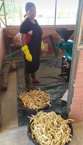 Un grupo de 30 mujeres trabaja en la recolección de vainas del árbol nativo algarrobo que abunda en esta época en el Chaco.