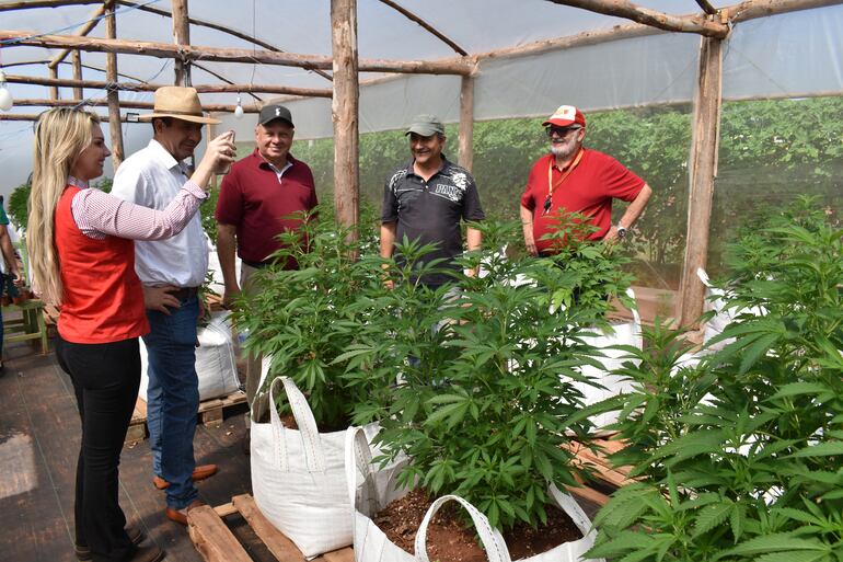 Las autoridades de Santa Rosa del Aguaray y campesinos de Aguerito muestran la gran producción de marihuana