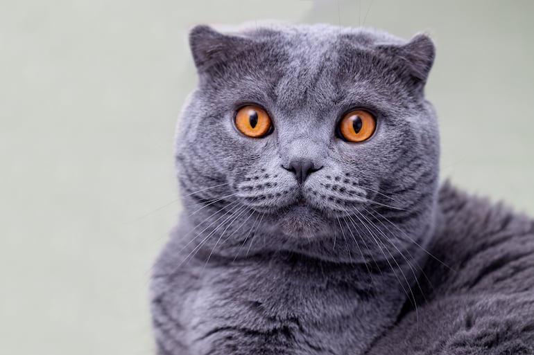 El Scottish Fold es una de las razas más valoradas en el mercado de los gatos.