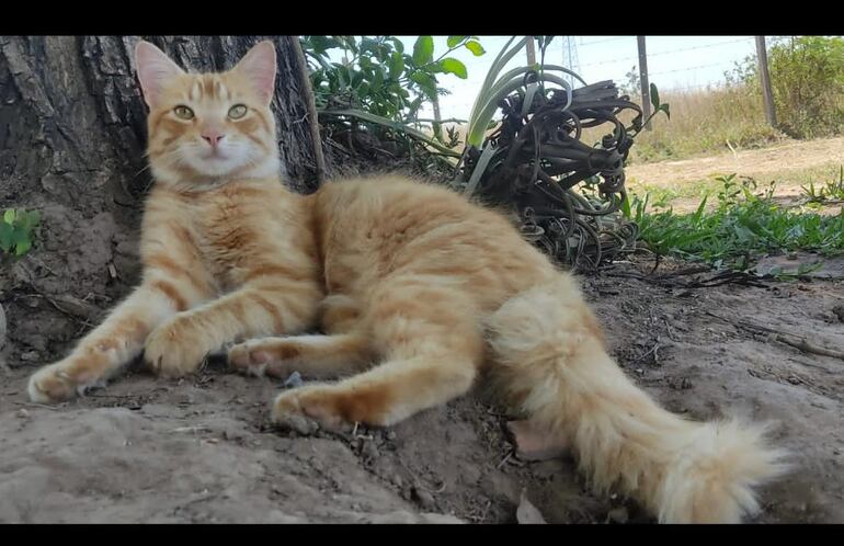 Es un gato de pelaje marrón claro.