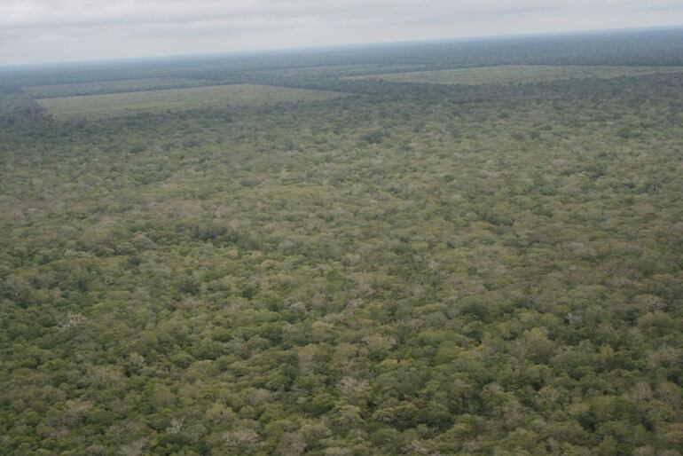 Vísta área de zonas forestales del Paraguay. Según el informe de Infona, difundido en agosto último, los bosques nativos representan el 36,6% de la superficie nacional, los palmares el 7,2% y las plantaciones forestales el 0,5% del área nacional,