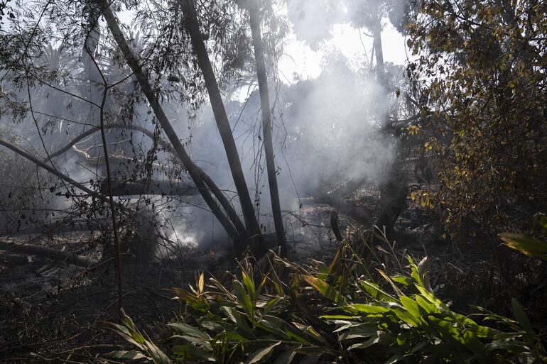 El incendio más voraz de la historia reciente de Chile redujo prácticamente a cenizas este fin de semana el popular Jardín Botánico de Viña del Mar, pero hay una decena de resilientes árboles que luchan por mantenerse en pie y que tienen la peculiaridad de que sobrevivieron hace ocho décadas a una de las mayores tragedias de la humanidad: la bomba atómica de Hiroshima. Múltiples incendios originados el viernes en distintos puntos de la región de la Valparaíso, a la que pertenece Viña del Mar, sumieron a Chile en su peor tragedia desde el terremoto de 2010. EFE/ Adriana Thomasa