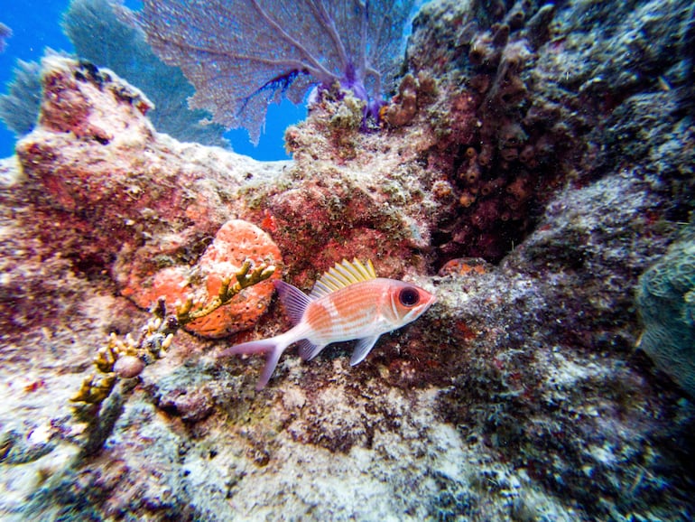 Los científicos del proyecto Bojeo a Cuba anunciaron este sábado que descubrieron dos áreas de corales en un “excelente estado de conservación” en la zona oriental del país caribeño.