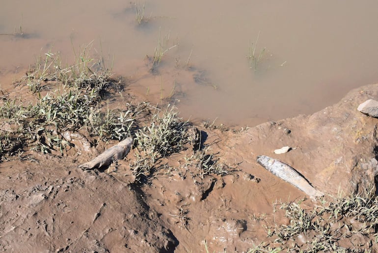 La mortandad de peces ocurrida en el río Pirapó ¿fue por causas naturales o antropogénicas?